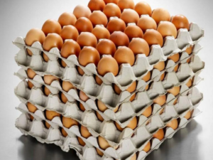 Fresh table eggs