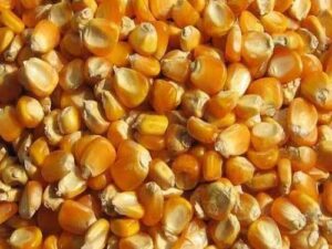 Yellow Maize/Corn